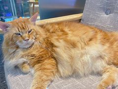 -藏猫猫咖啡主题馆(中央大道店)