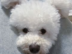 -伟伟宠物医院·CT影像中心·瑞派犬猫综合性门诊(汉口总院)