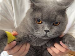 -伟伟宠物医院·瑞派猫友好医院·猫科(光谷店)