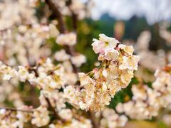 -樱桃山旅游景区