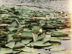 -新江湾城公园