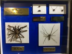 -上海昆虫博物馆