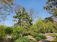 -大兴滨河森林公园