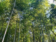 -上海佘山国家森林公园天马山园