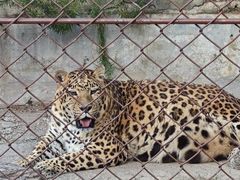 -大连森林动物园