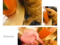 -飞行喵MR PILOT|猫舍·猫咖(静安大融城店)