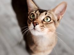 -喵屿·大理花园猫咖