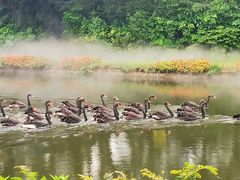 -广州长隆飞鸟乐园