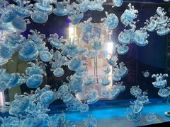 -海合安成都极地海洋公园