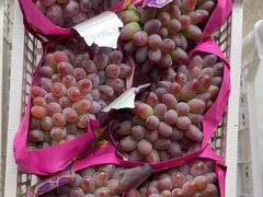 -马陆小张葡萄园农家乐