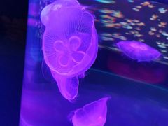 -石家庄极地海洋世界