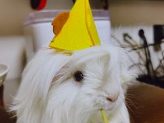 -雨林宠物医院 非犬猫异宠专科