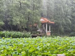 -深圳仙湖植物园
