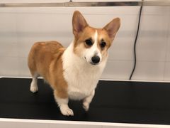 -comecome来吧宠物(奥克斯中心店)