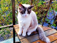 -喵屿·大理花园猫咖