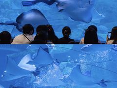 -烟台海昌鲸鲨海洋公园