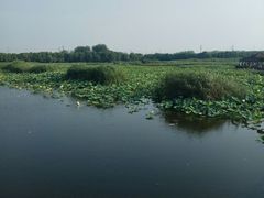 -荷塘月色湿地公园·向阳花洲