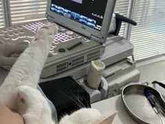 -美美宠物诊疗中心·异宠·骨科(滨江东信分院)