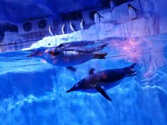 -芜湖新华联大白鲸海洋公园