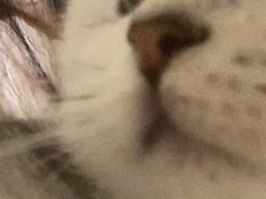 -菲尔斯特宠物医院