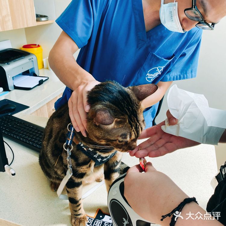 体验|猫咪打疫苗—丢脸丢到姥姥家🐈👵🏻