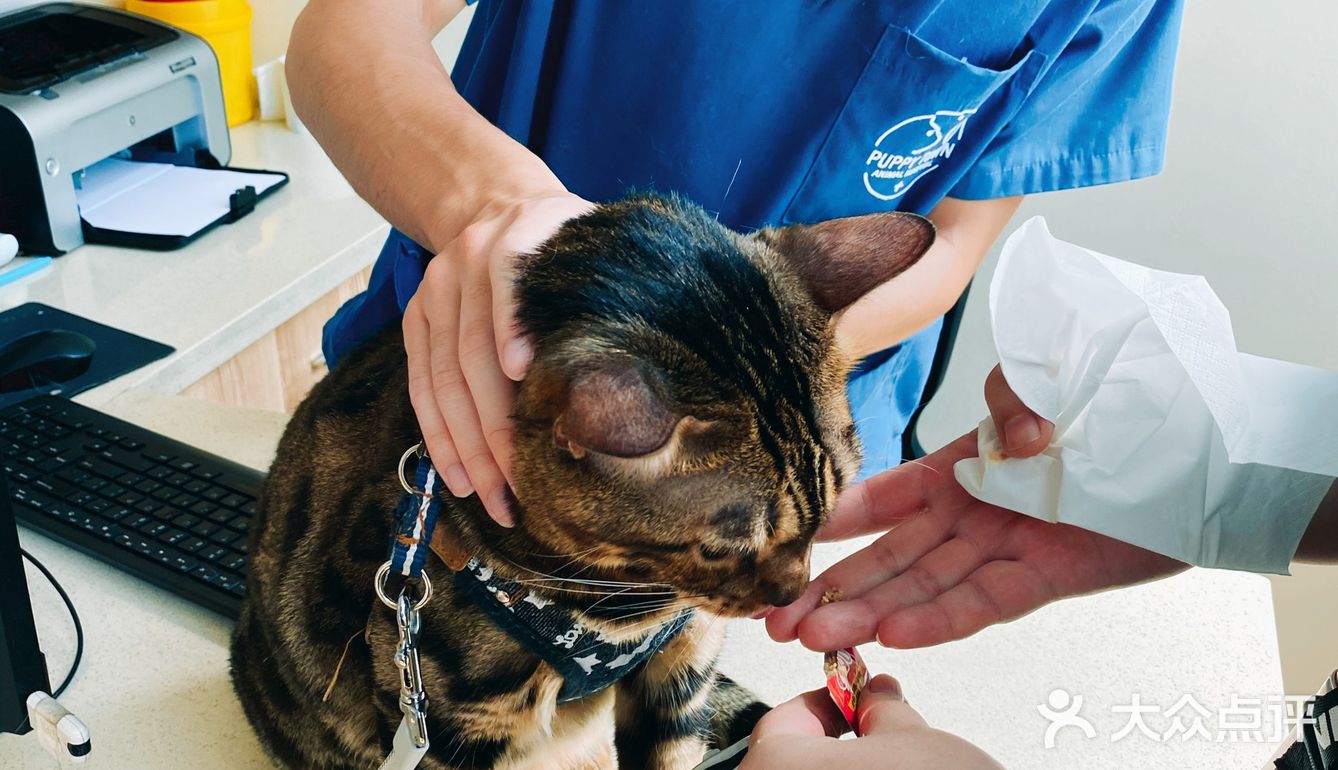 体验|猫咪打疫苗—丢脸丢到姥姥家🐈👵🏻