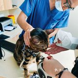 体验|猫咪打疫苗—丢脸丢到姥姥家🐈👵🏻