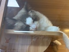 -喵百万·布偶·蓝金金渐层英短·猫舍(百子湾店)