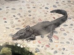 -上海大自然野生昆虫馆(东方明珠·爬宠昆虫探索中心)