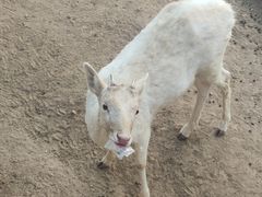 -石家庄市动物园