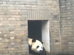 -都江堰中华大熊猫苑