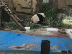 -成都动物园