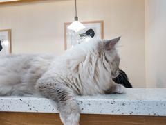 -滚猫咖啡·猫咖·猫友好撸猫(未来城店)
