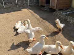 -HERRE·FARM 赫尔露营农场·团建聚会包场