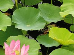 -羊亭河湿地公园