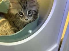 -小猫来了·猫舍(红山六九七九店)