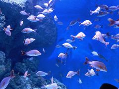 -成都浩海立方海洋公园