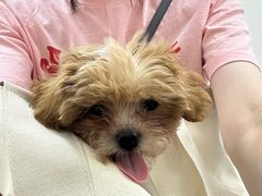 -美联众合爱康动物医院•复杂内科•肿瘤科•牙科•腔镜诊疗中心