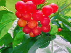 -樱桃山旅游景区