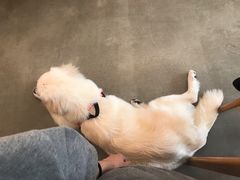 -尤加利咖啡馆