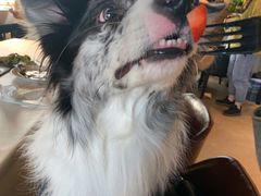 -百好乐宠物友好餐厅(朝外大街店)