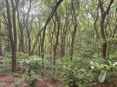 -苏州上方山国家森林公园