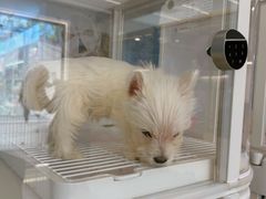 -翊宠yipet猫狗购宠庄园犬舍•猫舍