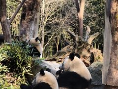 -都江堰中华大熊猫苑