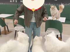 -安格丽娜·狗咖·猫咖羊驼咖(春熙路百盛商场店)