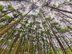 -硗碛藏寨·神木垒景区