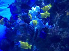 -烟台海昌鲸鲨海洋公园