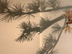 -春熙台韩国料理·章鱼肥牛(西丽店)