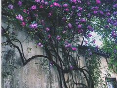 -艺圃