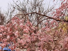 -桃花堤公园